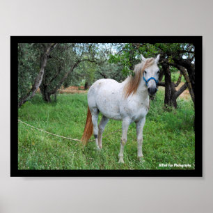 Weißes Pferd auf Grasfeld Poster