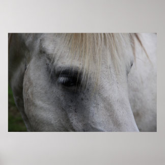 Weißes Pferd Blicke auf Weisheit - Poster