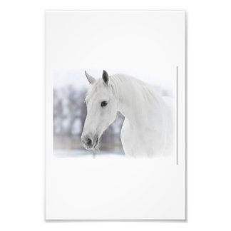 Weißes Pferd Fotodruck