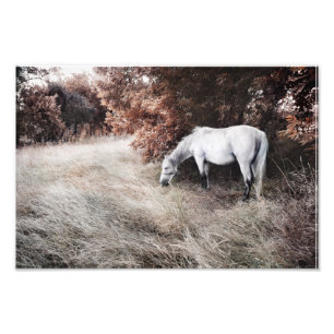 Weißes Pferd Fotodruck