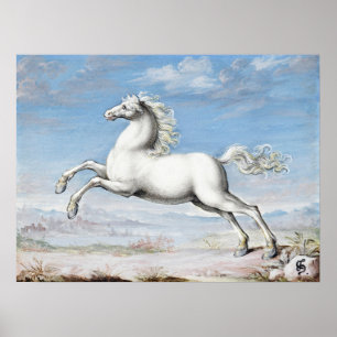Weißes Pferd Gemälde Joris Hoefnagel Vintage Renai Poster