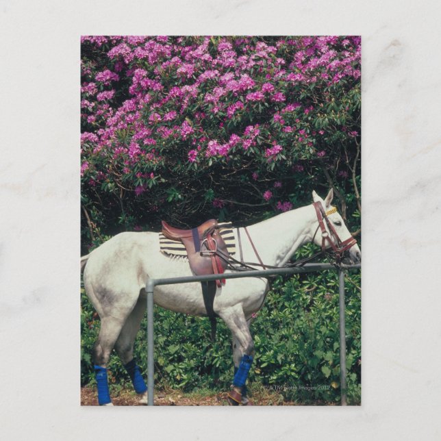 Weißes Pferd im Garten Postkarte (Vorderseite)