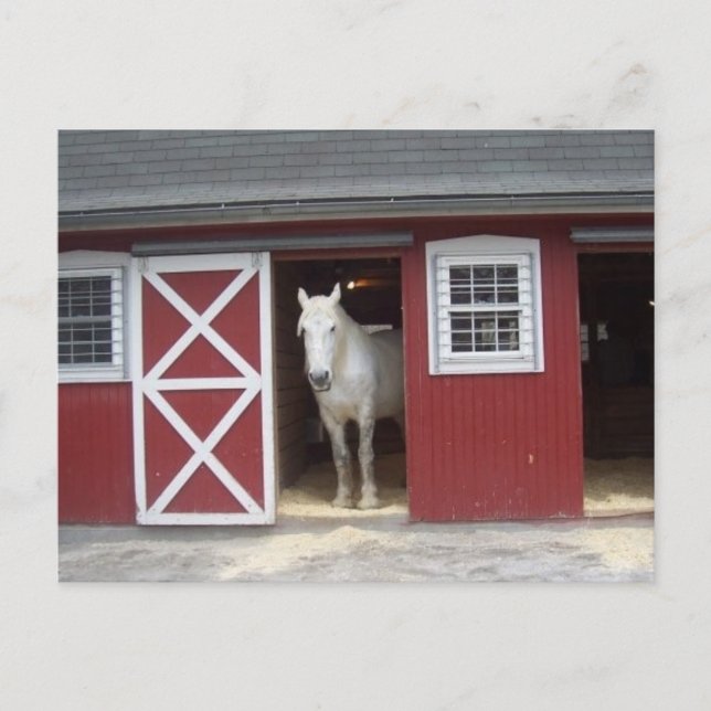 Weißes Pferd im Roten Stall Postkarte (Vorderseite)