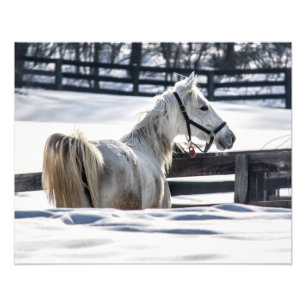 Weißes Pferd im Schnee Fotodruck