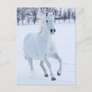 Weißes Pferd im Schnee laufen Postkarte