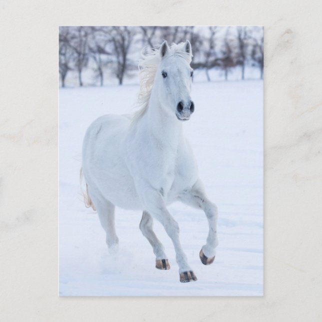 Weißes Pferd im Schnee laufen Postkarte (Vorderseite)