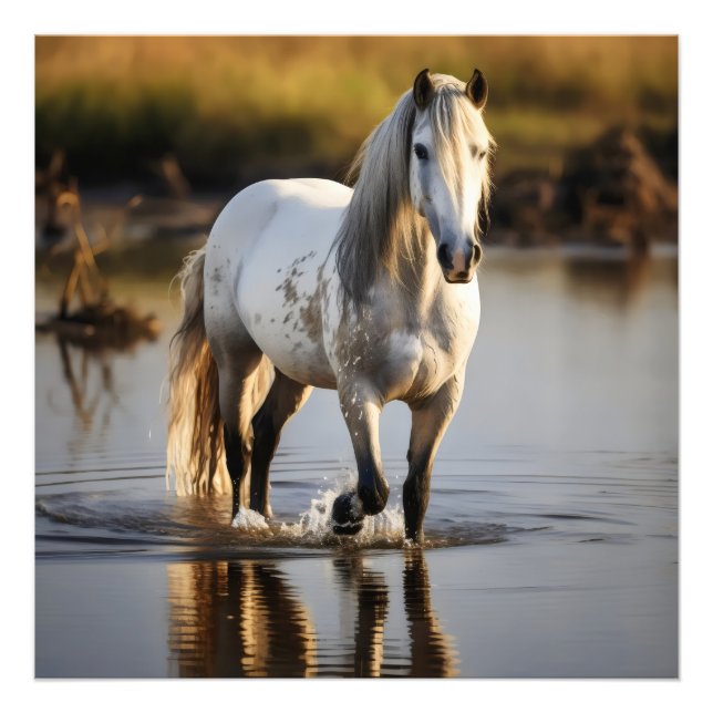 Weißes Pferd im See Fotodruck (Vorne)