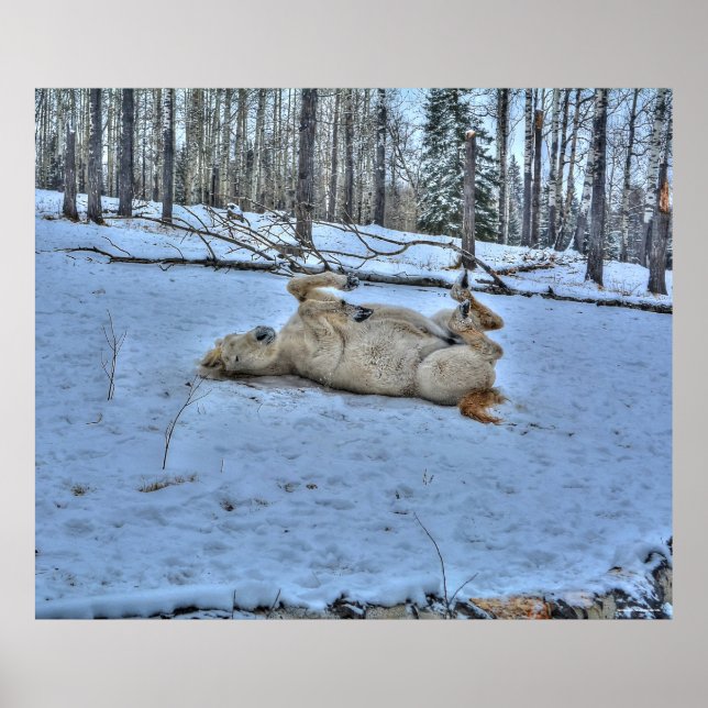 Weißes Pferd im Winter-Schnee-Foto Poster (Vorne)