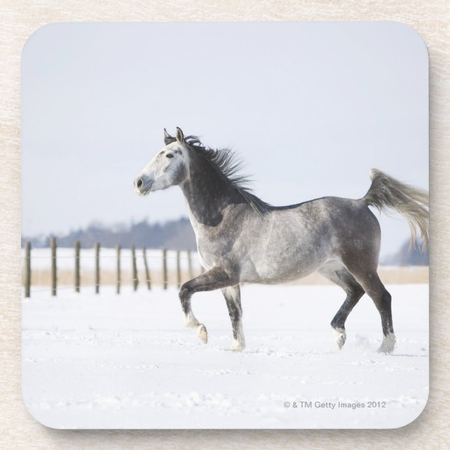 weißes Pferd im Winter Untersetzer (Vorderseite)