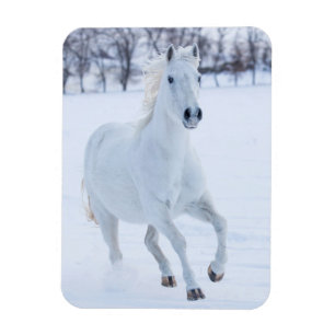Weißes Pferd läuft im Schnee Magnet