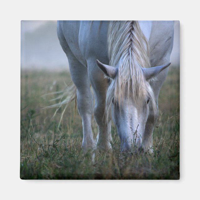 Weißes Pferd Magnet (Vorne)