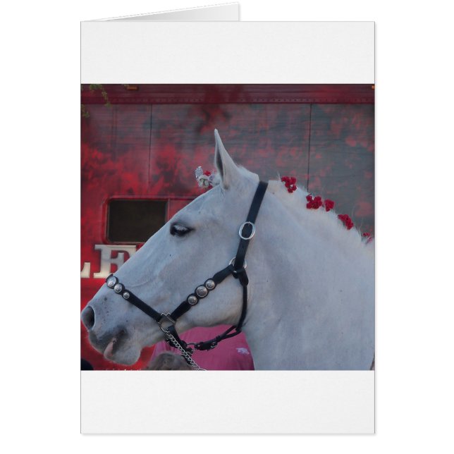 Weißes Pferd mit schwarzer Brille und roter Blume (Vorne)