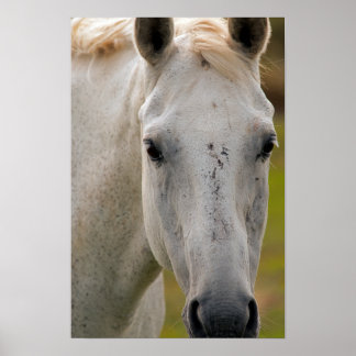 Weißes Pferd Porträt Poster