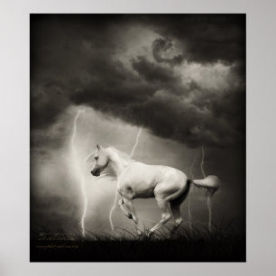 Weißes Pferd Poster