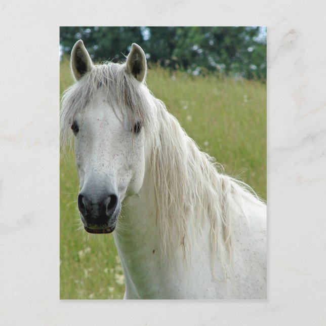 Weißes Pferd Postkarte (Vorderseite)