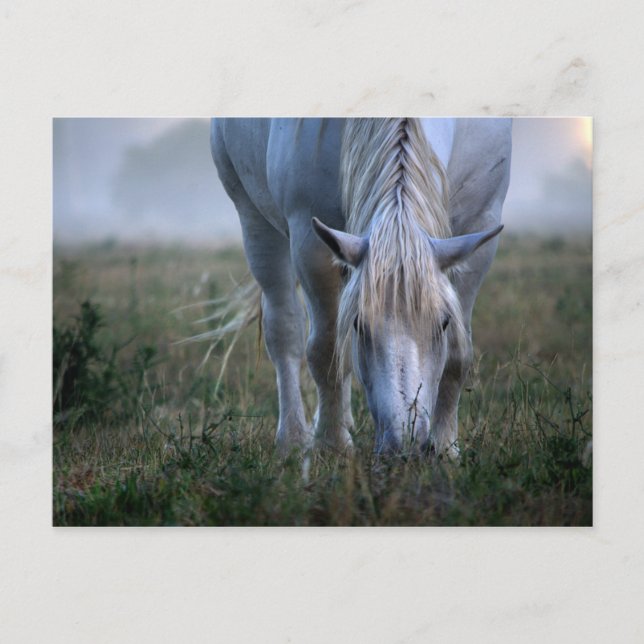 Weißes Pferd Postkarte (Vorderseite)