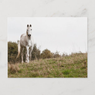 Weißes Pferd Postkarte