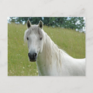 Weißes Pferd Postkarte