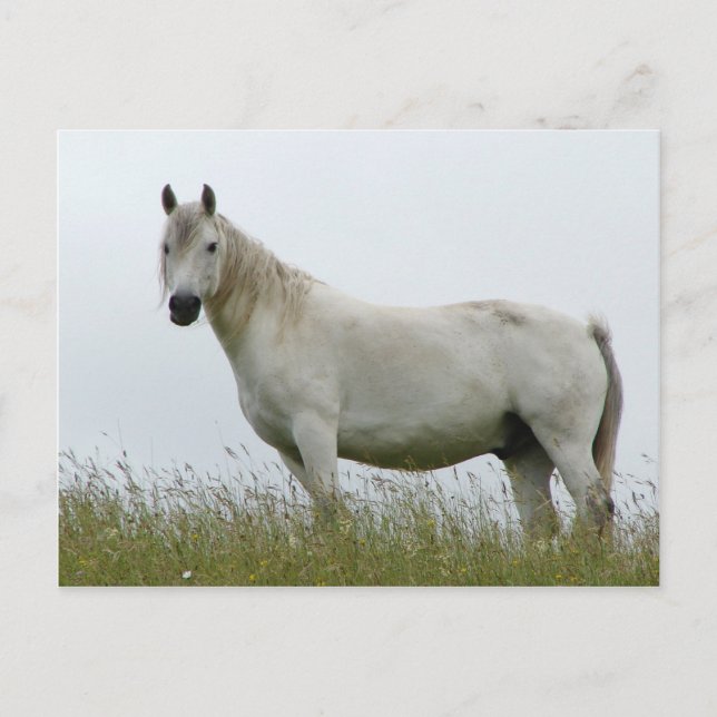 Weißes Pferd Postkarte (Vorderseite)