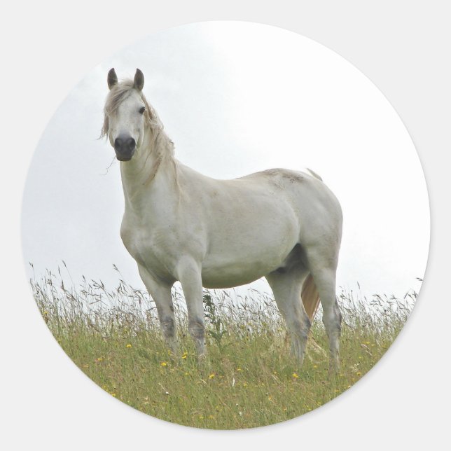 Weißes Pferd Runder Aufkleber (Vorderseite)