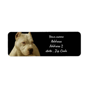 Weißes Pitbull Terrier