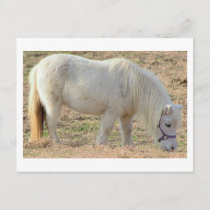 Weißes Pony Postkarte