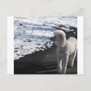 Weißes Poodle am Schnee Postkarte