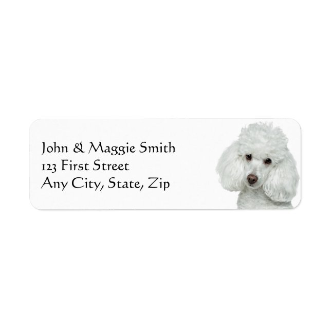 Weißes Poodle Hund Tier (Vorne)