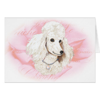 Weißes Poodle n Rose Portrait