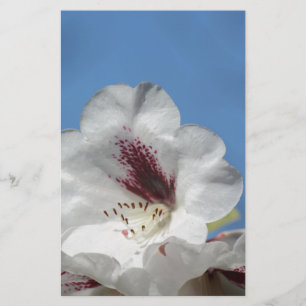 Weißes Rhododendron mit Burgund