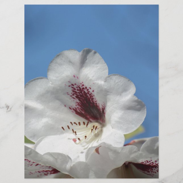 Weißes Rhododendron mit Burgund (Vorderseite)