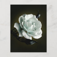 Weißes Rose Foto im schwarzen Hintergrund