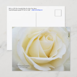 Weißes Rose-Foto Postkarte