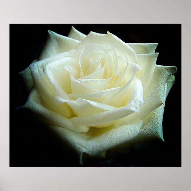Weißes Rosenposter Poster (Vorne)