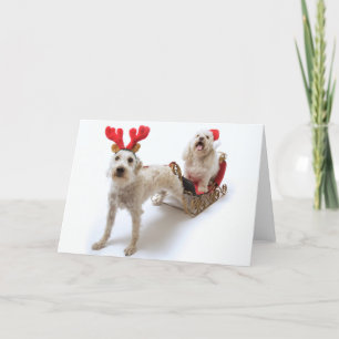 weißes schnoodle stehend mit rotem Weihnachten