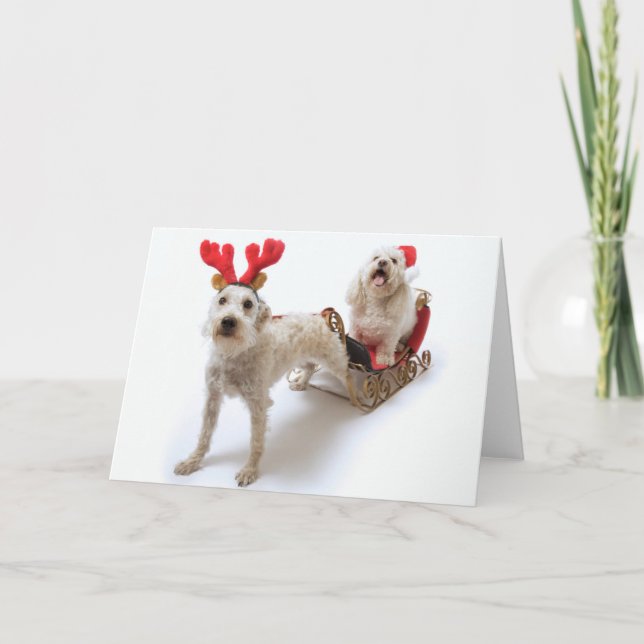 weißes schnoodle stehend mit rotem Weihnachten (Vorderseite)