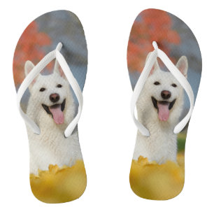 Weißes Schweizer Schäfer-HundeFoto/niedlicher Flip Flops