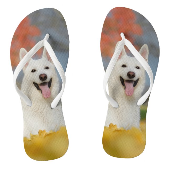 Weißes Schweizer Schäfer-HundeFoto/niedlicher Flip Flops (Fußbett)