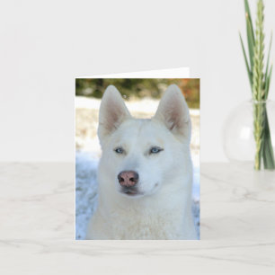 Weißes sibirischer Husky notecard oder Grußkarte Karte