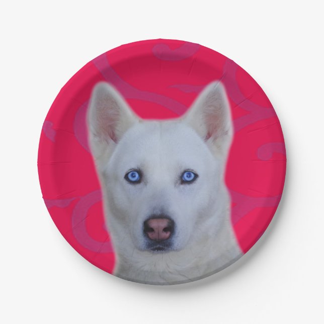 Weißes sibirisches Husky-Papier Pappteller (Vorderseite)