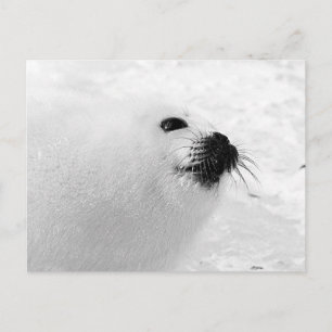 Weißes Siegel Postkarte