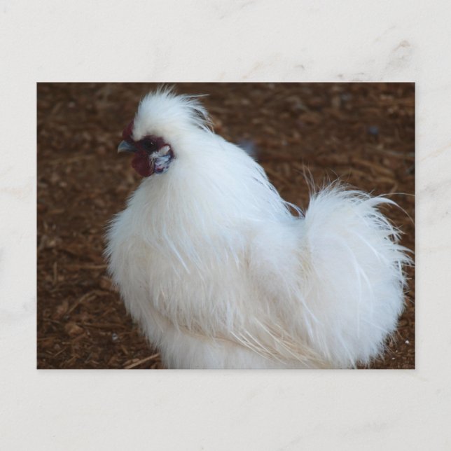 Weißes Silkie-Huhn Postkarte (Vorderseite)
