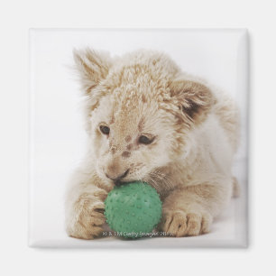 Weißes Spielen des Löwejungen (Pantheralöwe Magnet