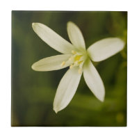 Weißes Stern-von-Bethlehem - beständige Blume