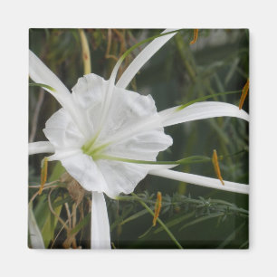 Weißes Strand-Spinnen-Lilien-Lilien-Blumen-Foto Magnet