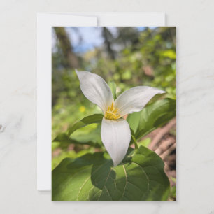 Weißes Trillium-Wildblume im sonnendurchfluteten W Einladung