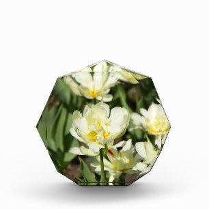 Weißes Tulpen-Foto Fotoblock
