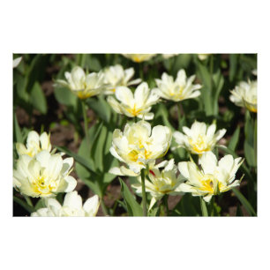 Weißes Tulpen-Foto Fotodruck