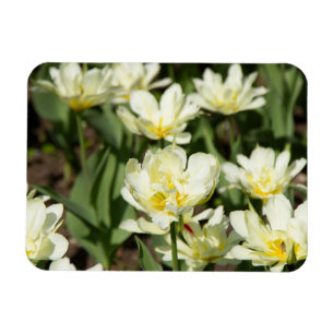 Weißes Tulpen-Foto Magnet