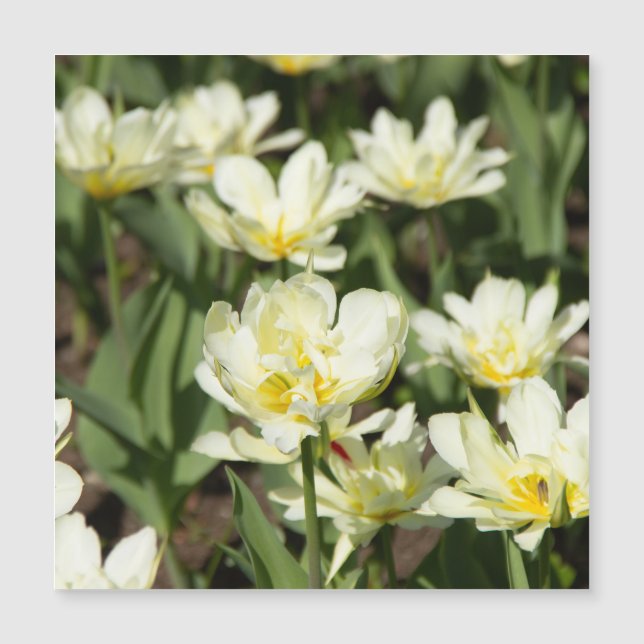 Weißes Tulpen-Foto Magnetkarte (Vorderseite)